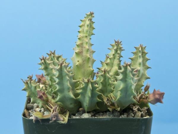 http://www.cloudjungle.com/cloudjungle/Asclepiadaceae/Huernia/Huernia bayeri.jpg